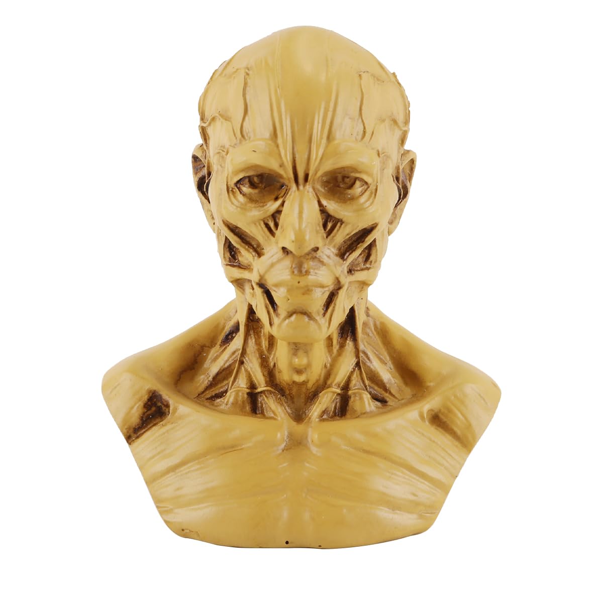 VOANZO Resin Human Model Anatomy Skull Head Muscle Bone Medical Model Mini Size(Yellow)