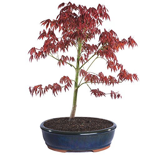 Brussel s bonsai japanese red maple