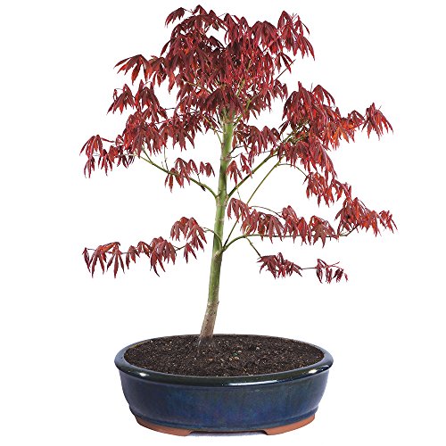 Brussel's Bonsai Japanese Red Maple