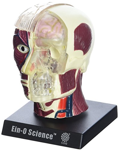 Bio Signs Human Anatomy - Brain & Skull