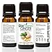 BioFinest Ginger Oil - 100% Pure Ginger Essential Oil - Premium Organic - Therapeutic Grade - Best For Aromatherapy -Good for Digestion Health - For Healthy Cholesterol Level - FREE E-Book (10ml)