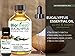 BioFinest Eucalyptus Oil - 100% Pure Eucalyptus Essential Oil - Therapeutic Grade - Premium Quality - Best For Aromatherapy, Headaches, Migraine & Stress Relief - FREE E-Book (10ml)