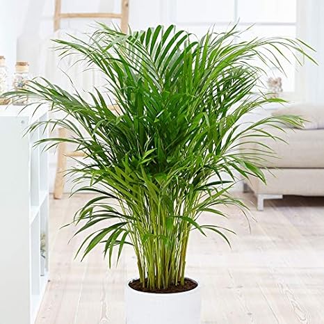 Areca Palm Plante Vivante D Interieur Et D Exterieur 1 Gallon D Air Pur De Toxines Facile A Cultiver Excellent Cadeau Pour Debutant Facile A Cultiver Amazon Fr Jardin