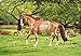 Breyer 2015 Horse of The Year - Liam, Strawberry Roan Quarter Horse Toy