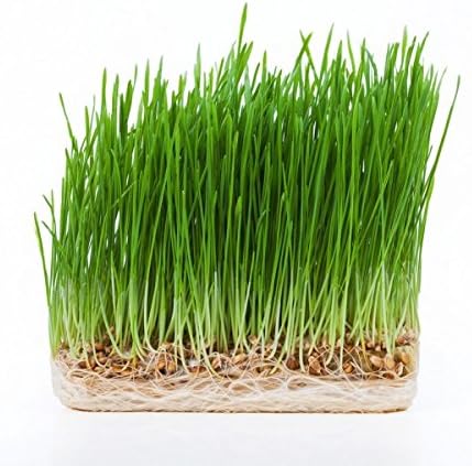 Organic Sprouting Wheatgrass Seed 3 Pound