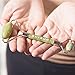 Anti Aging Premium Jade Roller for Face - Made with 100% Authentic Real Jade Stone is a Great Ice Facial Massage Roller for a Slimmer Face, Wrinkles, Lymphatic Drainage, Puffy Eyes and Glowing Skin