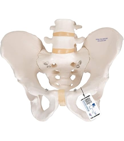 A Body In 3b 3B Scientific Organ Of Corti Model - With FREE 3D