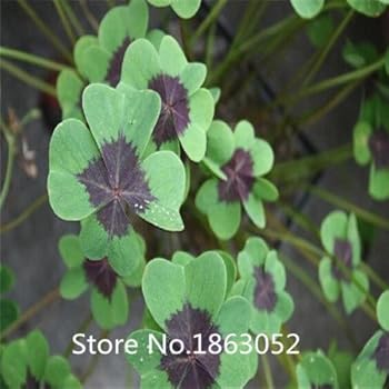 Amazon.com : 200 Seeds/Pack, Four Leaf Clover Seed Home Garden ...