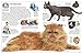 DK Eyewitness Books Cat: Explore the Fascinating Lives of Catsâ€”from Domesticated Breeds to Fearsome Felin