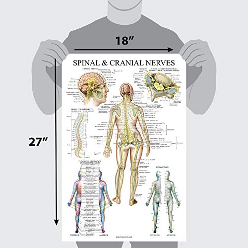 3 Spinal+Nerves+Anatomical+Chart+Dermatones