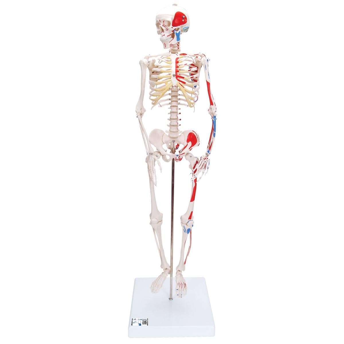 3B Scientific Mini Human Skeleton Model Shorty - with Painted Muscles, Pelvic Mounted on a Base A18/5 + free Anatomy App - 3B Smart Anatomy