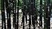 Rare Purple Timor Bamboo Bambusa Bamboo 100 Seeds