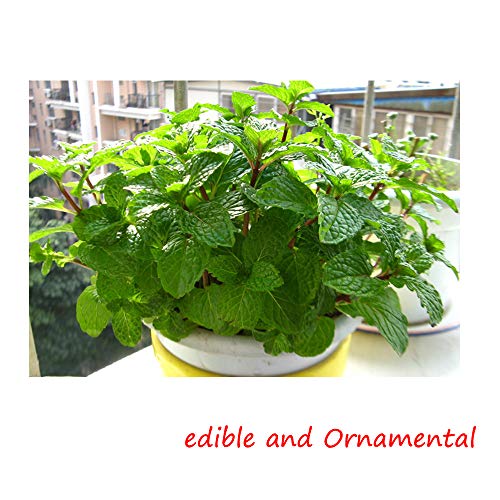 500+ Peppermint Seeds for Garden Planting, NonGMO Organic Edible Green