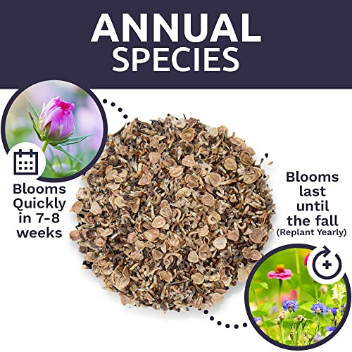 Bulk Wildflower Seeds Annual Quick Blooming Mix 1/4 Pound Bag Over