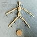 Wooden Drawing Mannequin Wood Artist Figure Doll Model Manikin with Flexible Posable Joints for Sketch Charcoal Home Office Desk Decoration Children Toys Gift 12''Male