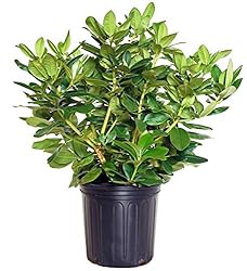 Rhododendron