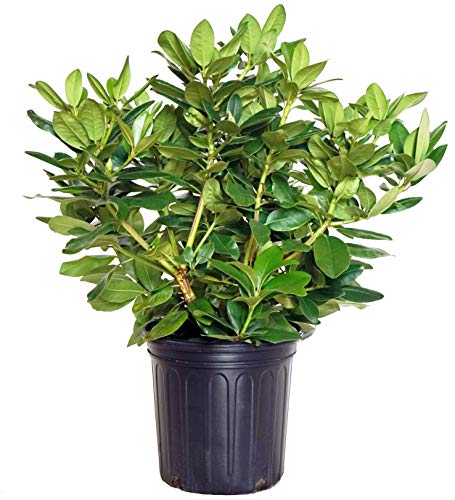 Rhododendron