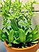 Culantro Herb (Eryngium foetidum) recao latin cuisine spice seed 100 seeds