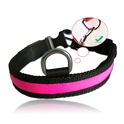 Safety First Best Glow in the Dark Dog Collars Scout Knows