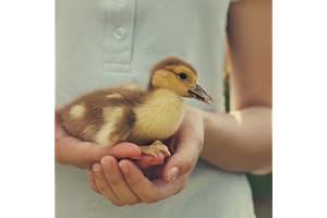 GENERIC Fertile Duck Hatching Eggs - Barnyard Mix (5+)