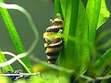 12 Live Assassin Snails (Clea helena - 1/2 to 1 Inch) - Removes All Pest Snails! by Aquatic Arts