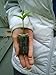TreesAgain Meyer Lemon Tree - Citrus meyeri - starter plug (See State Restrictions)