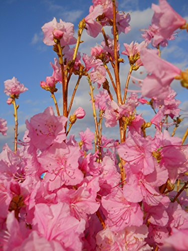 Cornell Pink Azalea, pink flowering plant in 2 Gallon pot - Azalea Mucronulatum  Cornell Pink