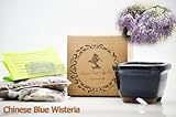 Set of 2 Chinese Blue Wisteria Bonsai Seed Kit- Gift - Complete Kit