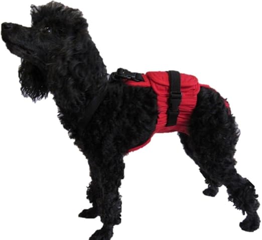 one year old dog peeing in the house