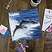2020 Dolphins Calendar 12 x 12 Wall Calendar by Bright Day Calendars (Under The Sea Wall Calendar) (Dolphins 2019)