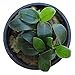 SubstrateSource Anubias Live Aquarium Plants - Potted Freshwater Plant for Fish Tanks, Terrariums - Beginner Friendly Low Light (Nana Petite, 1 Pot)