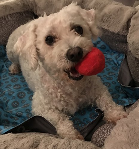 12 Pack Plush Squeaky Balls for Dogs or Cats - Red, Blue, Yellow