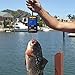 NEXT-SHINE Fish Weighing Scale LS-H241 88lb 40kg Pocket Size Muti-Functional Pro Scale with Tare Back-lit LCD Display for Fishing Postal Parcel Kitchen Home
