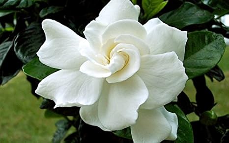 Buy Maliagarden Live Cape Jasmine Gandhraj Double Hybrid Flower Plant 1 Gardenia Fragrant Flower Plant 6 10 Inches Plant Pack In Poly Bag Online At Low Prices In India Amazon In