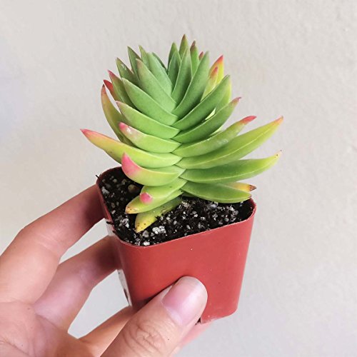 Crassula Capitella Red Pagoda Shark Tooth Plant Colorful Succulent (2'' + Plastic Pot)