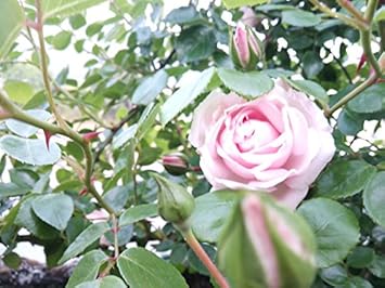 Amazon バラ苗 ニュードーン Cl 国産苗 大苗 6号ポット ピンク 花