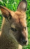 Notebook: Wallaby Kangaroo Marsupial Australian Wildlife 5
