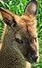 Notebook: Wallaby Kangaroo Marsupial Australian Wildlife 5