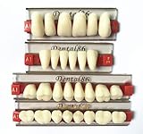 Acrylic Resin Teeth Whiter Denture for Halloween Horror Prop A1 Color