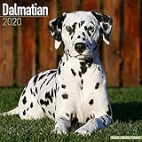 Dalmatian Calendar - Dog Breed Calendars - 2019 - 2020 Wall Calendars - 16 Month by Avonside (Multil by 