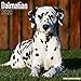 Dalmatian Calendar - Dog Breed Calendars - 2019 - 2020 Wall Calendars - 16 Month by Avonside (Multil by 