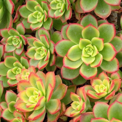 Amazon Com Aeonium Kiwi Succulent Plants Bell Shaped Flowers 2 Inch Garden Outdoor