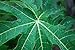 Fresh papaya leaves - ORGANIC - 1.0 LB - Certified fresh from Florida - Harvested fresh from trees after an order is placed