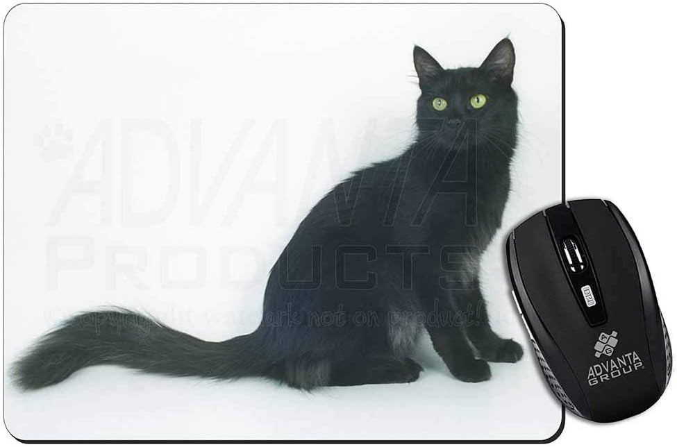 black turkish angora cat