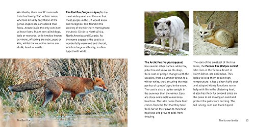 The Fox Book (The Nature Book Series) - Thumbnail 2