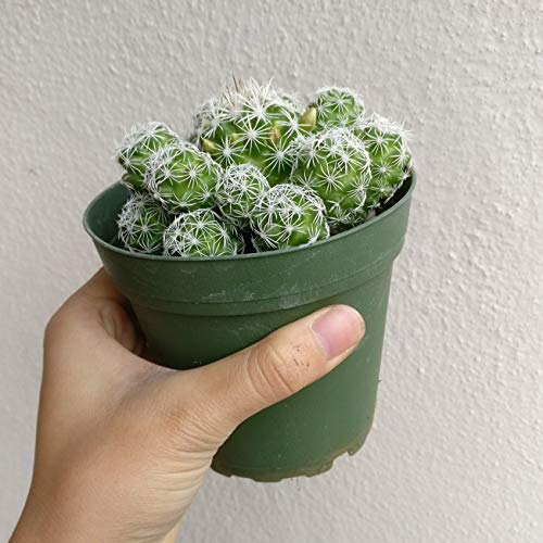 Thimble Cactus Mammillaria Cactus Gracilis Fragilis Succulent (4 inch)