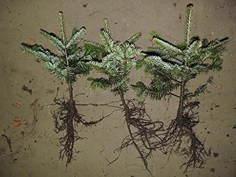 25 Stück Nordmanntanne Ambrolauri - (Abies nordmanniana Ambrolauri)- Wurzelware 18-24 cm- 4 jährig