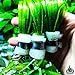 Jungle Val | Tall Vallisneria Spiralis 3-Bunch Freshwater Live Aquarium Plants Background Fish Tank Greenpro