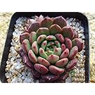 Succulent Live Plant " Ruby "