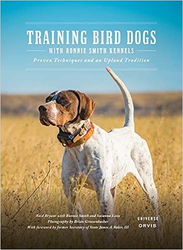 best bird dog training collar